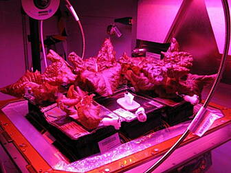 Astronauts try space lettuce